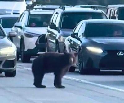 Beruang berehat tengah jalan punca trafik ‘melekat’