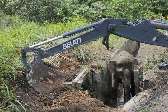 Gajah betina jatuh longkang berjaya dibawa keluar