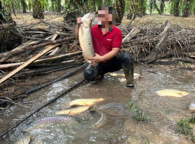 ‘Pulangkan ikan arowana, jelas ia milik orang lain’