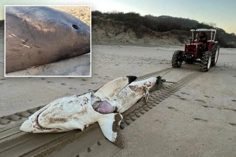 Jerung putih mati diserang paus pembunuh