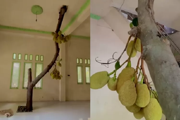 Pokok nangka berbuah lebat dalam rumah