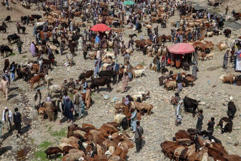 Afghanistan berdepan harga tinggi haiwan korban