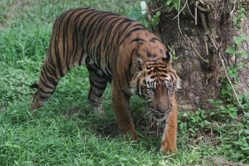 Lelaki maut dibaham harimau ketika kencing