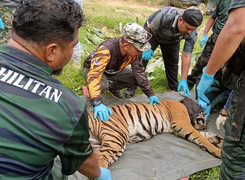 Yob 75kg masuk perangkap