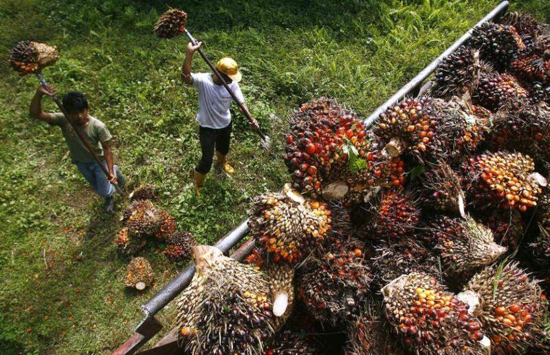 Dewan Rakyat: Tiada lagi Program Tanam Semula Sawit secara geran