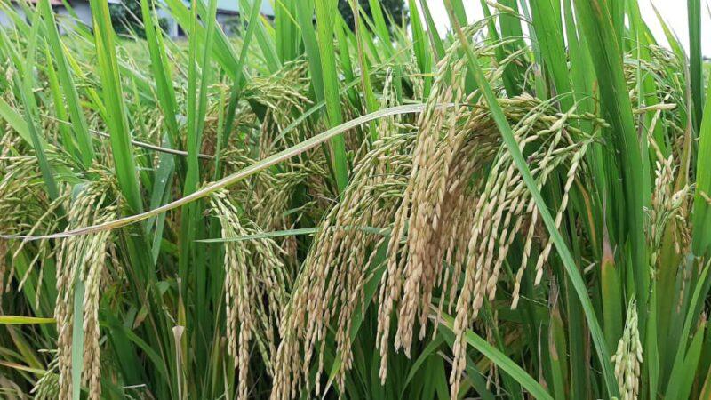 MyCC kaji dakwaan ada kartel dalam industri padi, beras negara