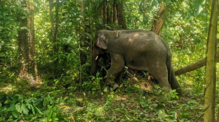 Tiga gajah jantan ganggu tanaman penduduk ditangkap