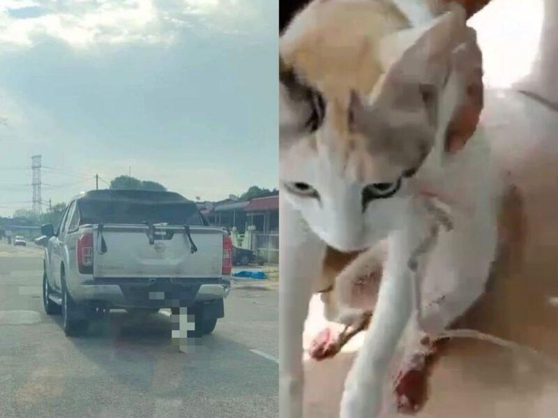 ‘Teruskan siasatan kucing tergantung, terseret pada pikap’