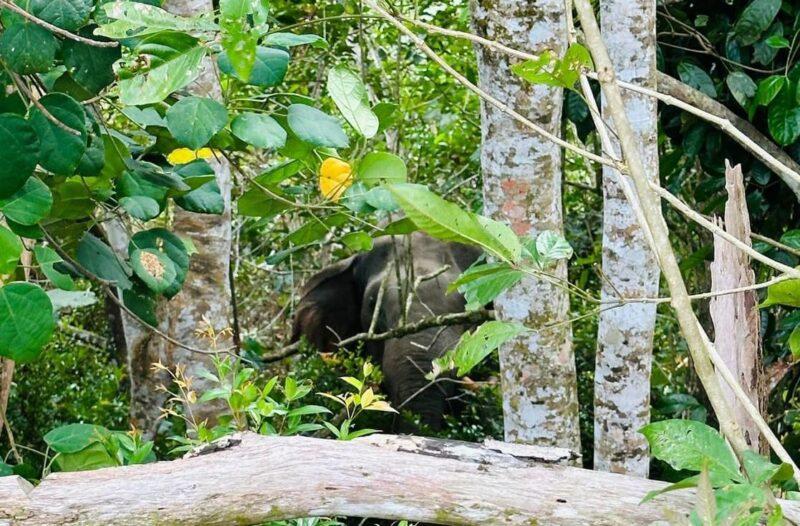 Mangsa serangan gajah sedar selepas ditidurkan