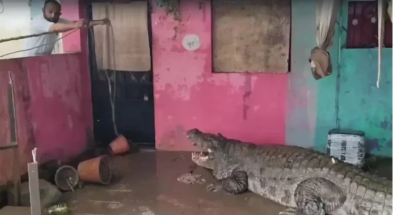 Sungai melimpah, 24 buaya 'sesat' di kawasan perumahan