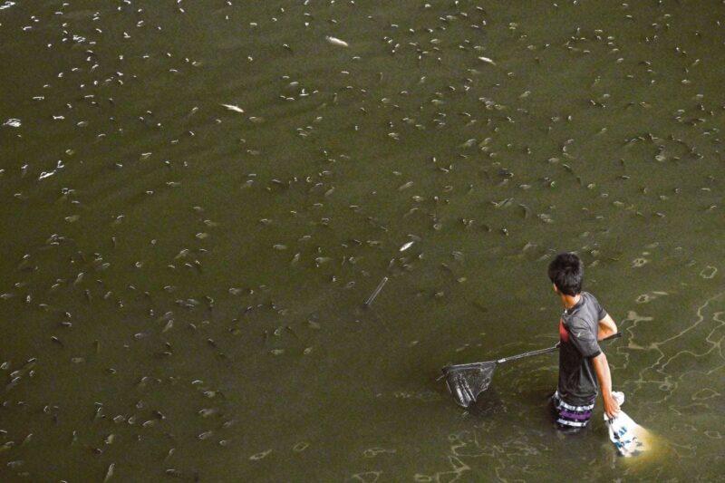 Lebih 1.3 juta kg tilapia hitam ditangkap di Thailand