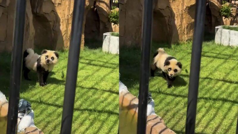 Zoo dikecam kerana panda menyalak