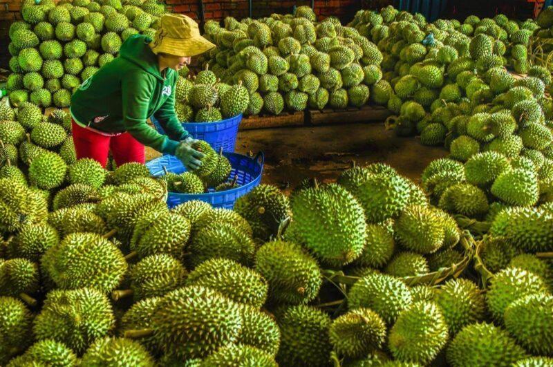 Pekebun mengeluh, harga durian merudum kerana hujan