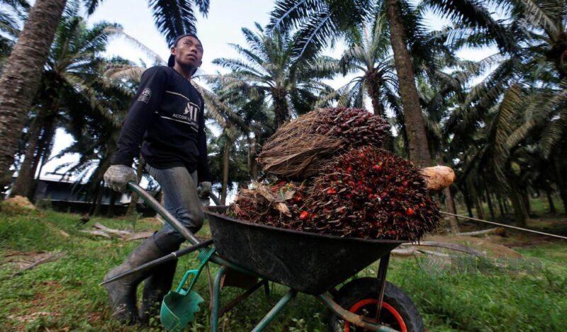 MPOB memetakan 70 peratus pekebun kecil bebas